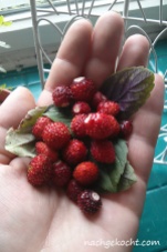 Wilderdbeeren